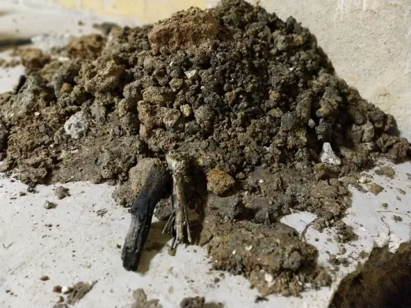 Fouilles de reconnaissance de fondation présentant des remblais noirâtre avec environ 40% de fibres et morceaux de bois sous les fondations du bâtiment présentant les fissures structurelles à Carrières-sous-Poissy (78955)