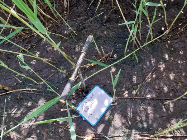 Sondages de reconnaissance d'épaisseur de boue réalisés dans le cadre d'un diagnostic géotechnique (étude de sol G5) à la Brosse Montceaux (77940)